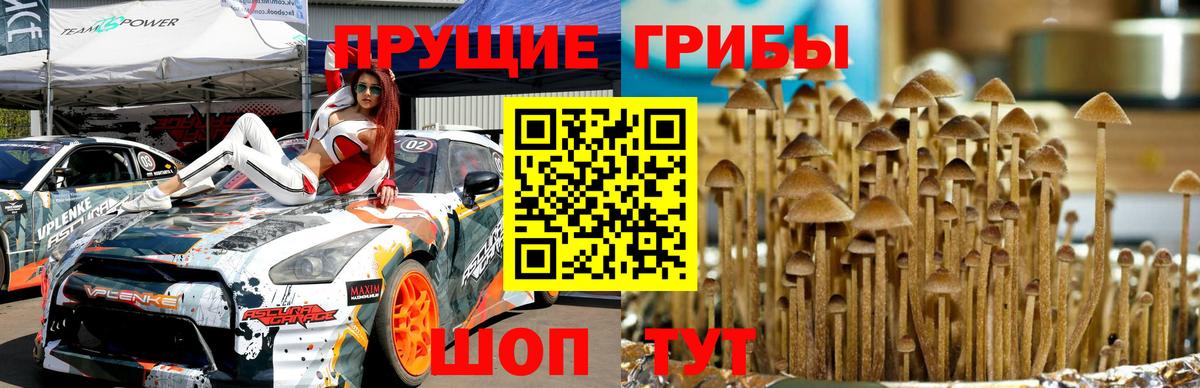 Галлюциногенные грибы прущие грибы  Вход с VPN  Грязи  Псилоцибиновые грибы Psilocybe 